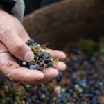 BOMBAY_SAPPHIRE_BAIE_DE_GENIEVRE-TOSCANE