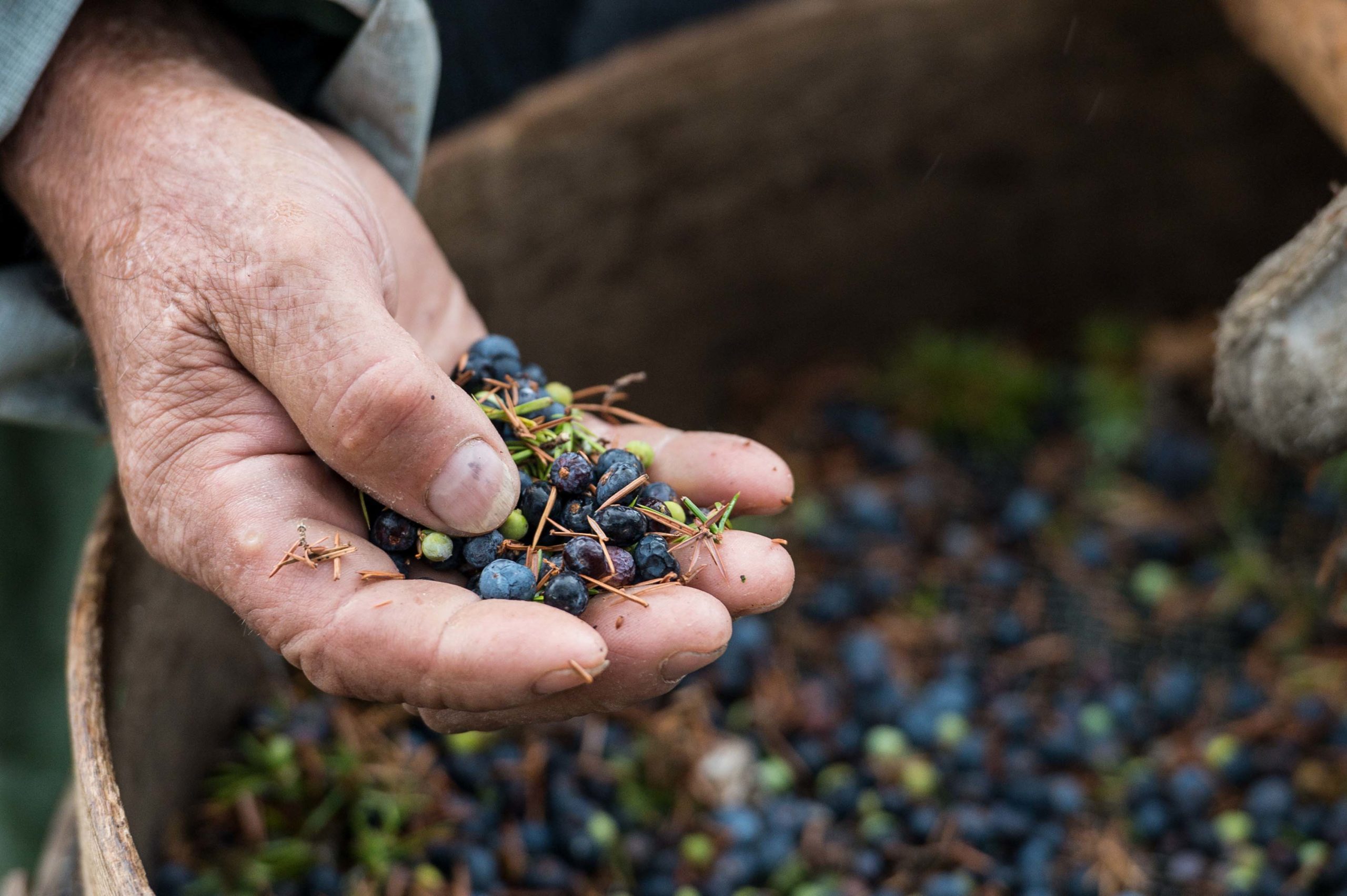 BOMBAY_SAPPHIRE_BAIE_DE_GENIEVRE-TOSCANE