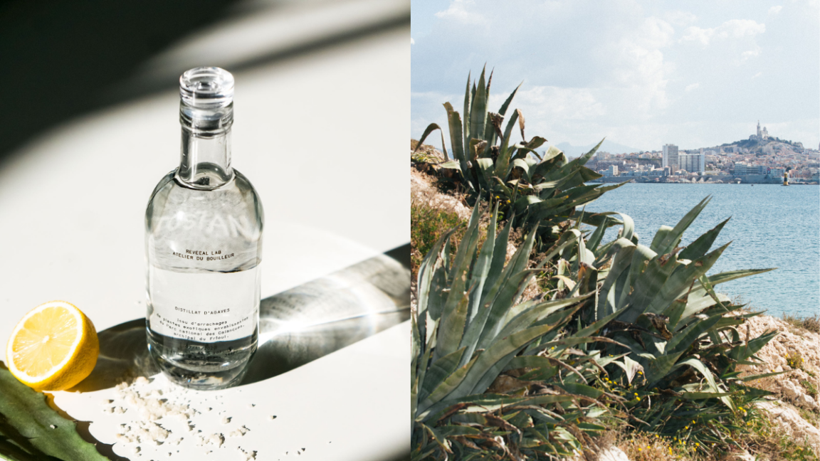 Josiane Agave Mediterranée Featured Image