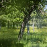 normandie idac verger