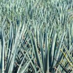 Zignum Mezcal - Banner BARMAG